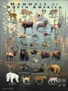 Mammals of the North America poster