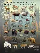 Mammals of North America Poster Print