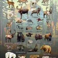Mammals of the North America poster