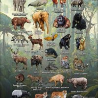 Mammals of the Southeast Asia poster