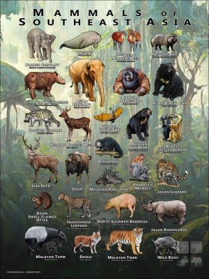 Mammals of the Southeast Asia poster