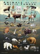 Poster of the animals of the Arctic Tundra