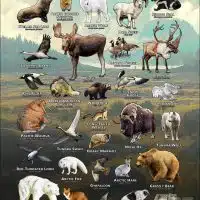 Poster of the animals of the Arctic Tundra