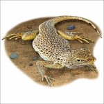 Mojave Fringe-Toed Lizard illustration