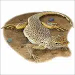 Mojave Fringe-Toed Lizard illustration