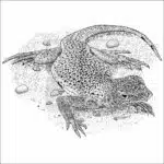 Mojave Fringe-Toed Lizard black and white drawing
