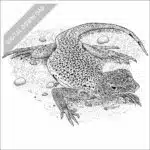 Mojave Fringe-Toed Lizard black and white stock drawing