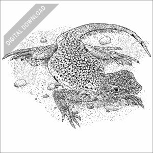Mojave Fringe-Toed Lizard black and white stock drawing