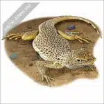 Mojave Fringe-Toed Lizard stock art illustration
