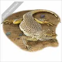 Mojave Fringe-Toed Lizard stock art illustration