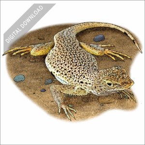 Mojave Fringe-Toed Lizard stock art illustration