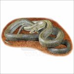 Northern Green Rat Snake illustration