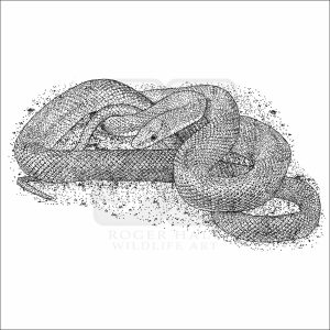 Black and white drawing of a Northern Green Rat Snake