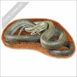 Northern Green Rat Snake stock art drawing