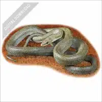 Northern Green Rat Snake stock art drawing