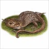Northwestern Salamander illustration