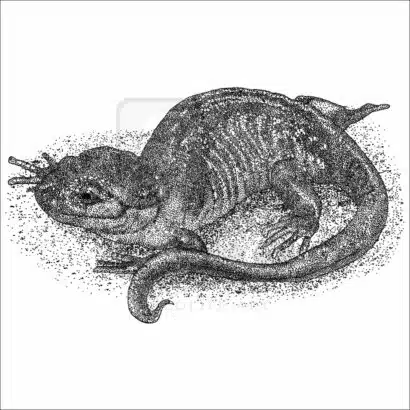 Northwestern Salamander black and white drawing