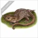 Northwestern Salamander stock image