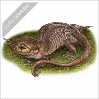 Northwestern Salamander stock image