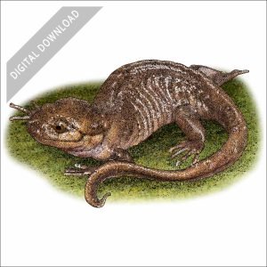 Northwestern Salamander stock image