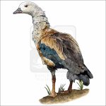 Orinoco Goose drawing