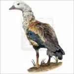 Orinoco Goose drawing
