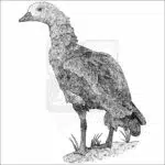 Orinoco Goose black and white drawing