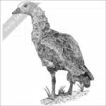 Orinoco Goose black and white drawing