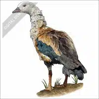 Orinoco Goose stock drawing