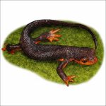Fine art illustration of a Red-Bellied Newt