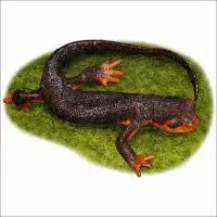 Fine art illustration of a Red-Bellied Newt
