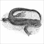 Red-Bellied Newt black and white drawing