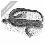 Red-Bellied Newt black and white stock image