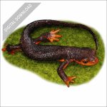 Red-Bellied Newt stock image
