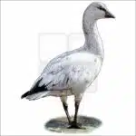 Ross's Goose - Signed Fine Art Print