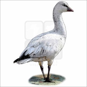 Ross's Goose - Signed Fine Art Print