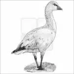 Ross's Goose black and white drawing