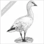 Ross's Goose black and white stock image