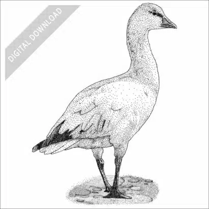 Ross's Goose black and white stock image