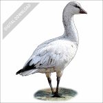 Ross's Goose stock image