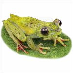 Scarlet-Webbed Tree Frog drawing