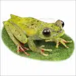 Scarlet-Webbed Tree Frog drawing