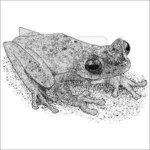 Scarlet-Webbed Tree Frog black and white drawing