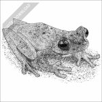 Scarlet-Webbed Tree Frog black and white stock drawing