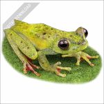 Scarlet-Webbed Tree Frog stock art drawing