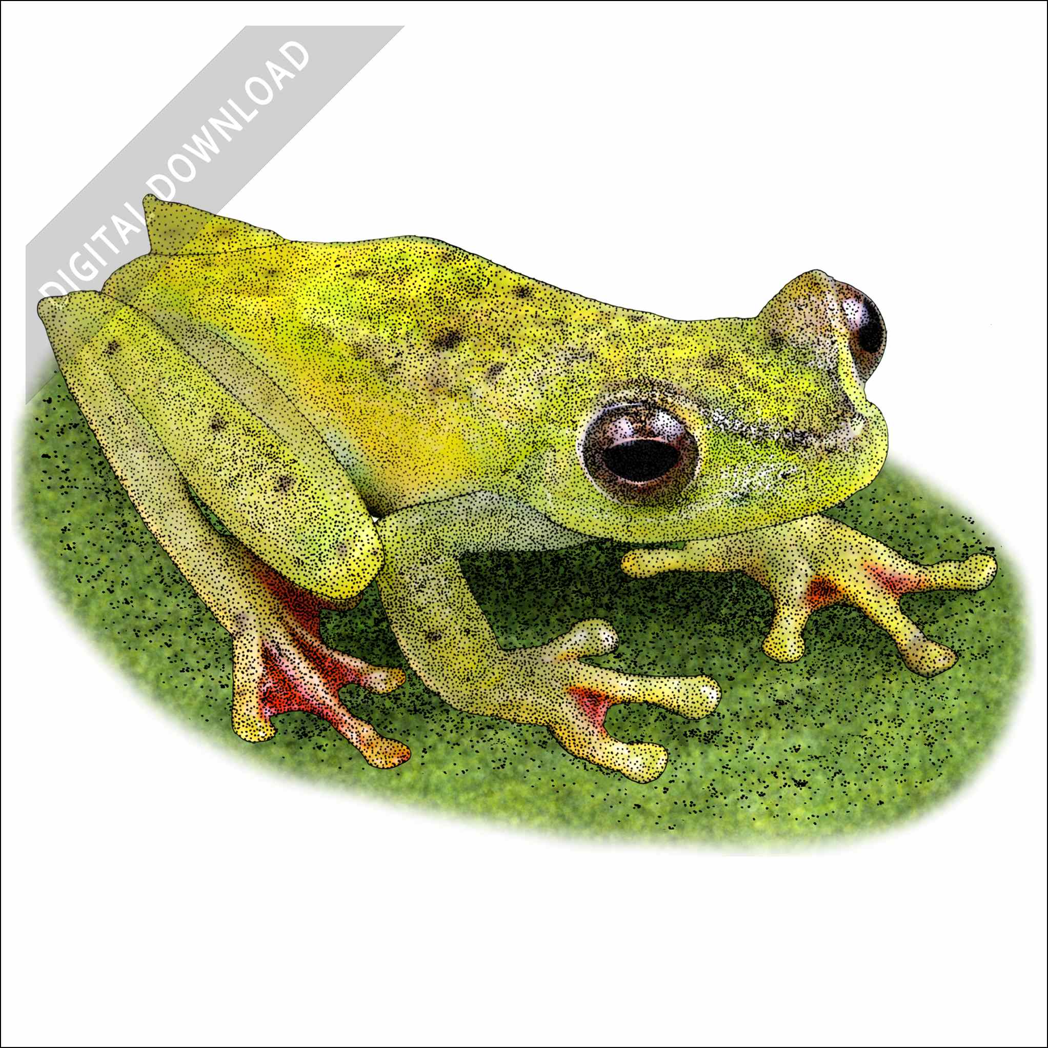 Scarlet-Webbed Tree Frog Scarlet-Webbed Tree Frog stock art drawing