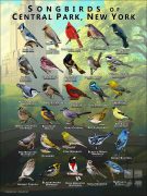 Songbirds of Central Park, NYC poster print