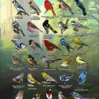 Songbirds of Central Park, NYC poster print