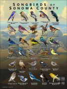 Songbirds of Sonoma County, California poster print