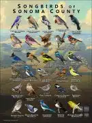 Songbirds of Sonoma County, California poster print